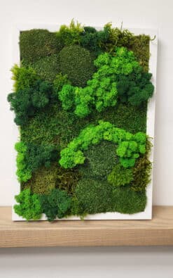 Premium slika od mahovine 29x39cm 3