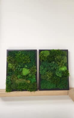 Premium slika od mahovine 39x29cm 2