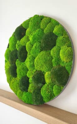 Alternative view of Premium slika od mahovine 50cm 1