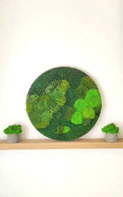 Standard slika od mahovine 50cm 1