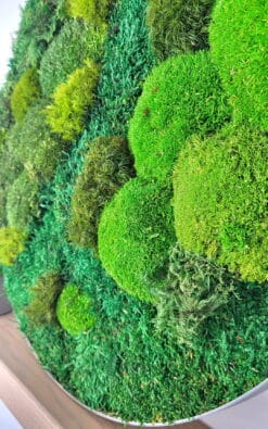 Alternative view of Standard slika od mahovine 50cm 1