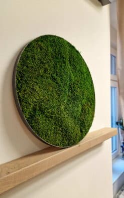 Standard slika od mahovine 50cm 2