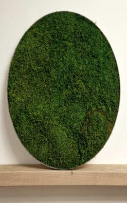 Alternative view of Standard slika od mahovine 50cm 2