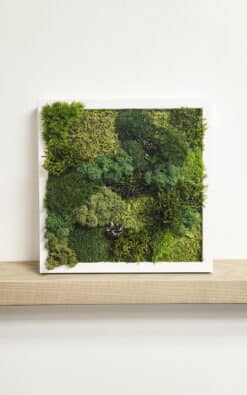 Premium slika od mahovine 28x28cm 5