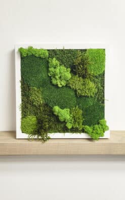 Premium slika od mahovine 28x28cm 6