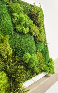 Alternative view of Premium slika od mahovine 28x28cm 6