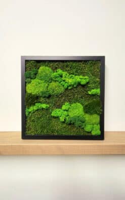 Premium slika od mahovine 30x30cm (1)