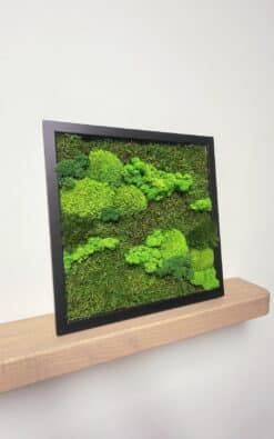 Alternative view of Premium slika od mahovine 30x30cm (1)