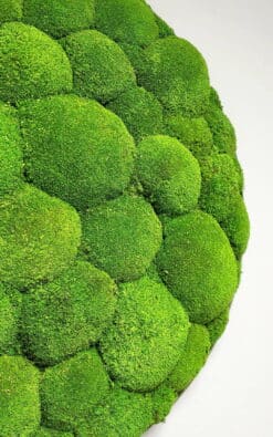 Alternative view of Premium slika od mahovine 59cm (1)