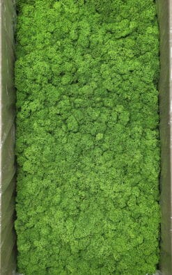 Prezervirana irvasova mahovina (Lichen) - Slika 3