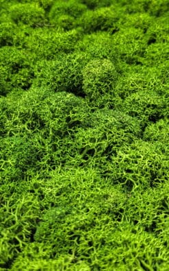 Prezervirana irvasova mahovina (Lichen) - Slika 4