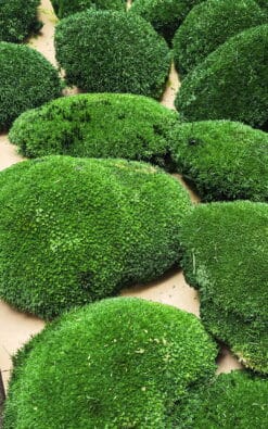Loptasta mahovina (Pole Moss) - Slika 6