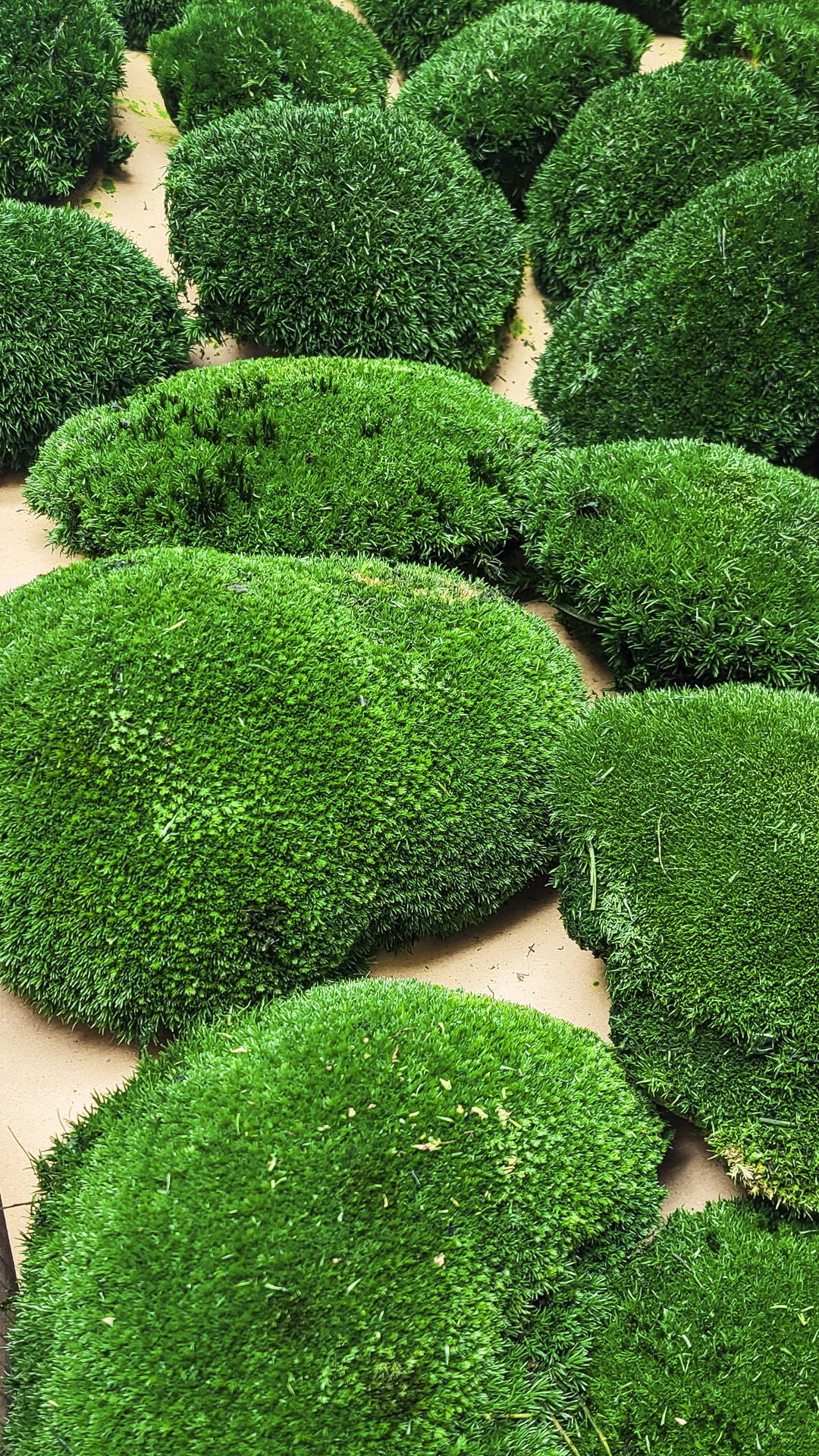 Loptasta mahovina (Pole Moss) - Slika 6