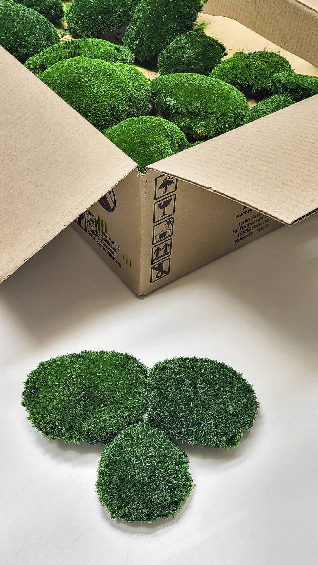 Loptasta mahovina (Pole Moss) - Slika 5