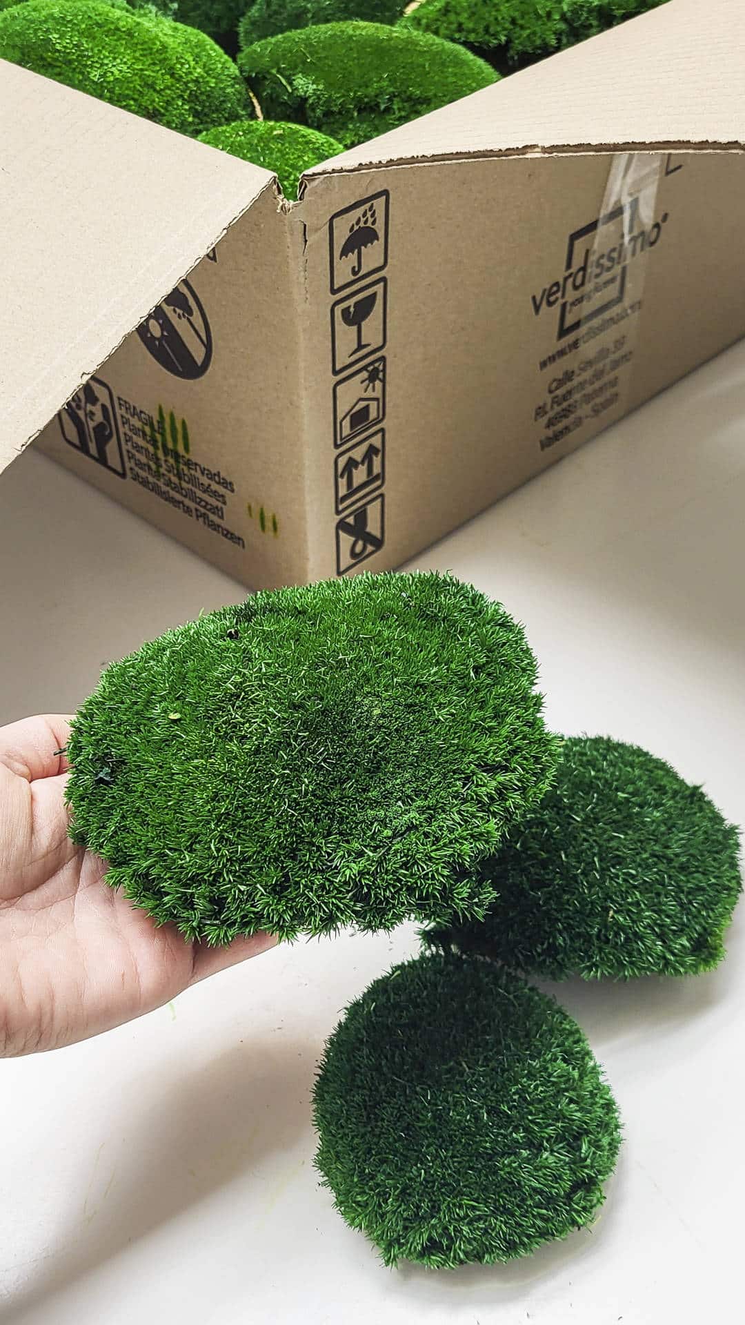 Loptasta mahovina (Pole Moss)