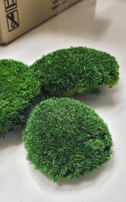 Loptasta mahovina (Pole Moss) - Slika 3