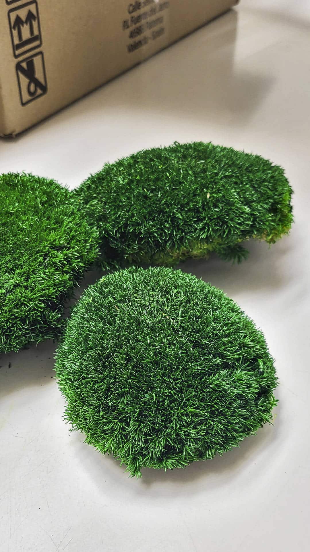 Loptasta mahovina (Pole Moss) - Slika 3