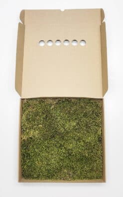 Zvezdasta mahovina (Star Moss) – prezervirana mahovina - Slika 7