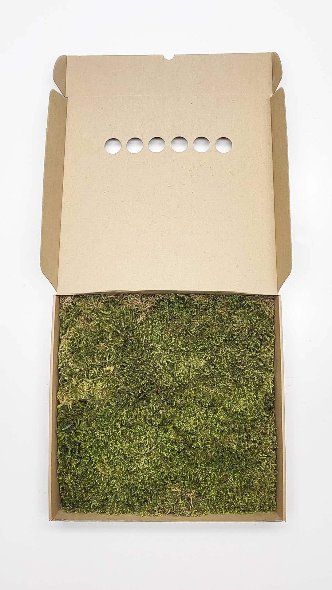 Zvezdasta mahovina (Star Moss) – prezervirana mahovina - Slika 7