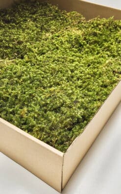 Alternative view of Zvezdasta mahovina (Star Moss) – prezervirana mahovina