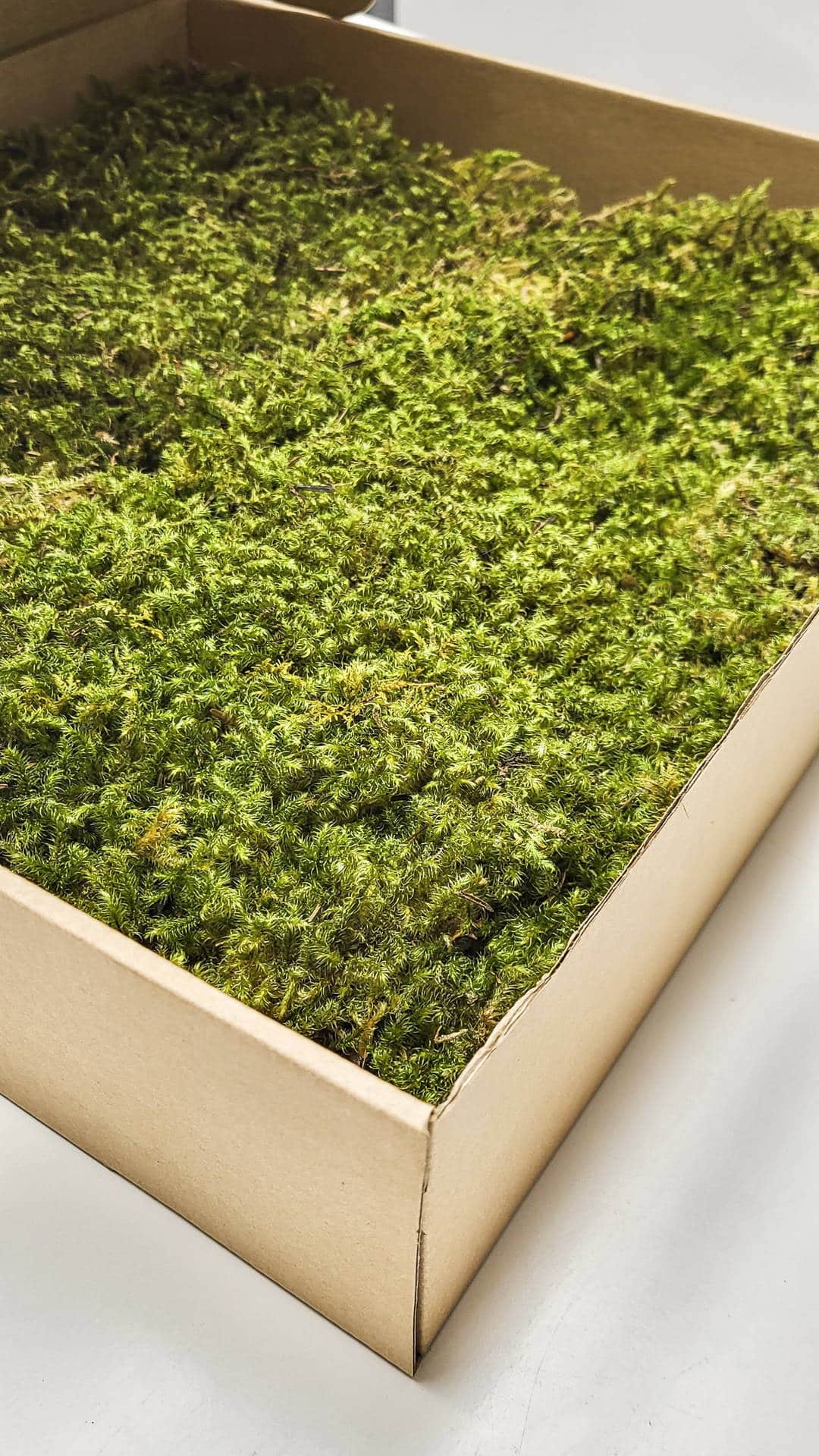 Zvezdasta mahovina (Star Moss) – prezervirana mahovina - Slika 2