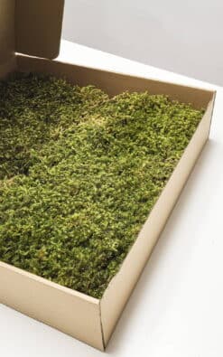 Zvezdasta mahovina (Star Moss) – prezervirana mahovina - Slika 6