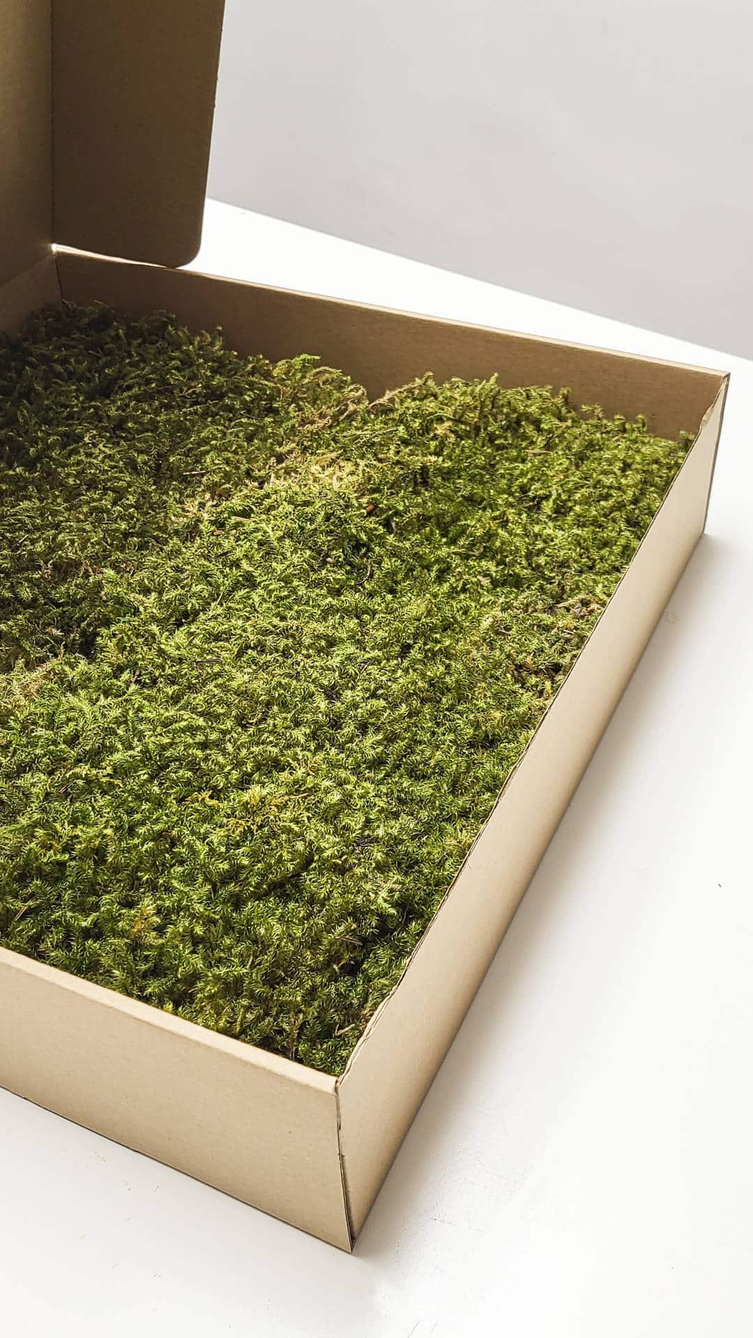 Zvezdasta mahovina (Star Moss) – prezervirana mahovina - Slika 6