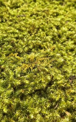 Zvezdasta mahovina (Star Moss) – prezervirana mahovina - Slika 5
