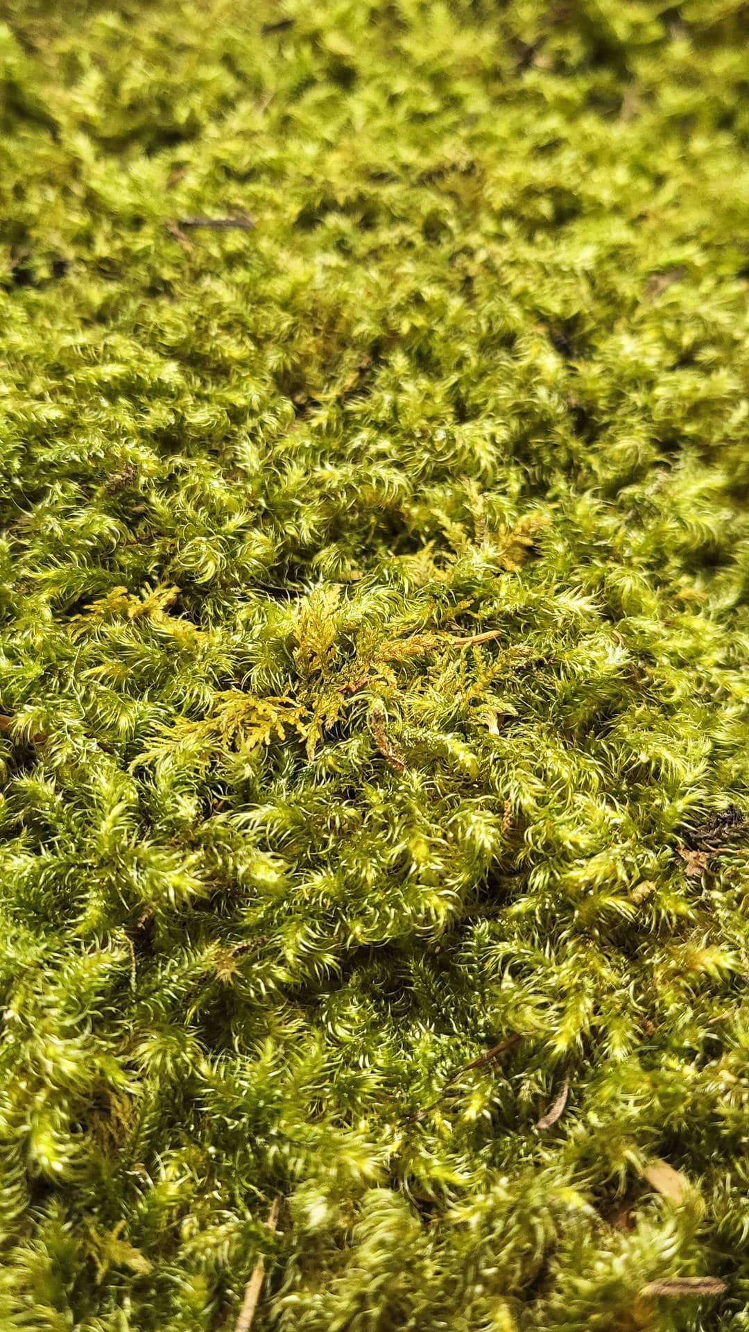 Zvezdasta mahovina (Star Moss) – prezervirana mahovina - Slika 5