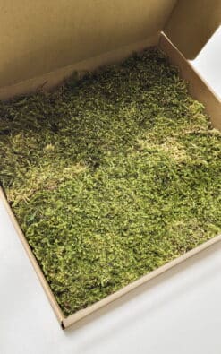 Zvezdasta mahovina (Star Moss) – prezervirana mahovina - Slika 4
