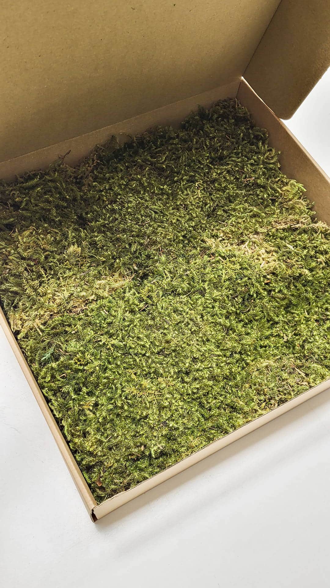 Zvezdasta mahovina (Star Moss) – prezervirana mahovina - Slika 4