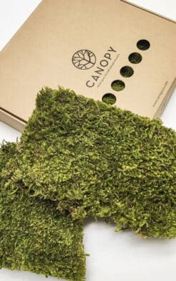 Zvezdasta mahovina (Star Moss) – prezervirana mahovina