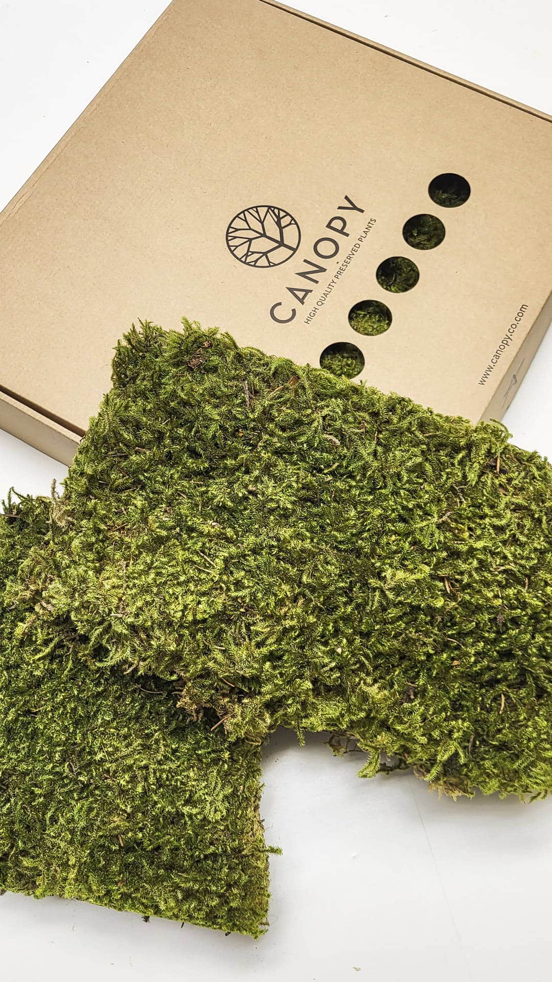 Zvezdasta mahovina (Star Moss) – prezervirana mahovina