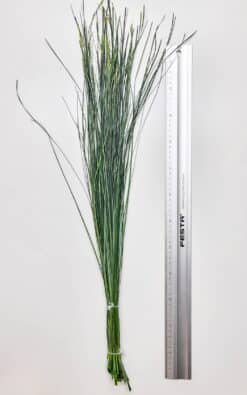 Medveđa trava (Bear Grass) – dekorativna trava - Slika 3