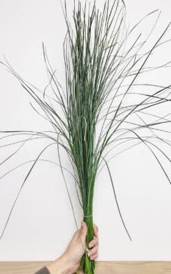 Medveđa trava (Bear Grass) – dekorativna trava - Slika 5