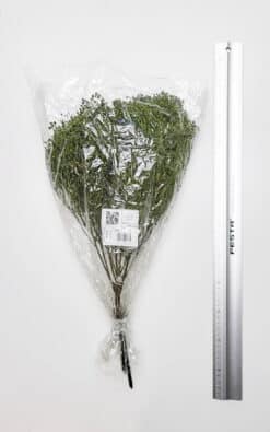 Žutilovka – obični šlajer (Broom) - Slika 3