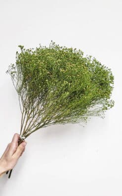Žutilovka – obični šlajer (Broom) - Slika 5