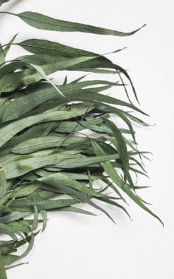 Eukaliptus Pendula (Viseći) – dekorativni eukaliptus - Slika 3