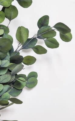 Eukaliptus Populus – dekorativni eukaliptus - Slika 3