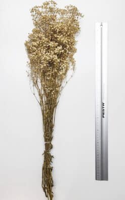 Šlajer (Gypsophila) – dekorativno cveće za aranžmane - Slika 4