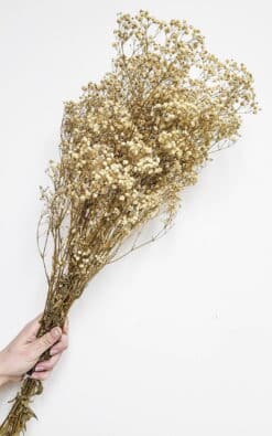 Šlajer (Gypsophila) – dekorativno cveće za aranžmane - Slika 3