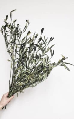 Maslina (Olive) – dekorativna biljka za enterijer - Slika 4