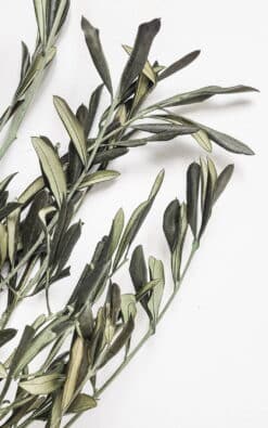 Maslina (Olive) – dekorativna biljka za enterijer - Slika 3