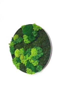 Premium slika od mahovine 38cm (1) - Slika 4