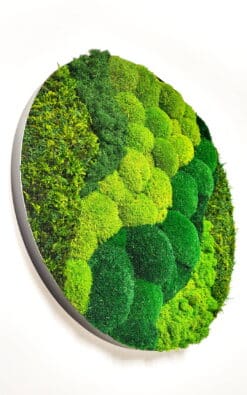 Premium slika od mahovine 45cm (1) - Slika 5