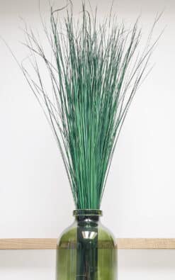 Alternative view of Čelična trava (Steel Grass) – dekorativna trava